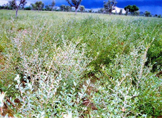 HENNA FIELDS1.jpg