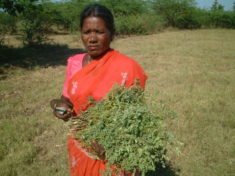 woman with Indigo 12.jpg