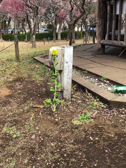 春がそこまで ヘアーサロン【hair gene(ヘアージーン)】はヘナを使い石鹸と軟水で髪を洗う千葉市富士見の美容室です。千葉中央駅・葭川